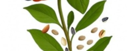 THE POWER OF PLANT FOOD